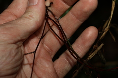 Smilax glyciphylla