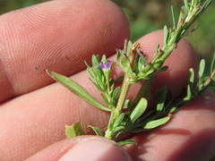 Lythrum tribracteatum