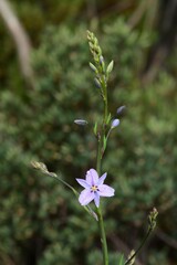 Arthropodium