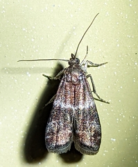Moodna ostrinella
