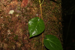 Piper hederaceum