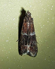 Moodna ostrinella