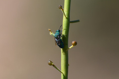 Chrysis conica