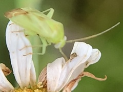 Taylorilygus apicalis