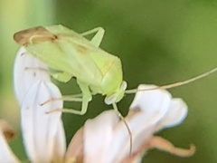 Taylorilygus apicalis