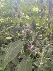 Strobilanthes quadrifaria