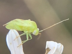 Taylorilygus apicalis