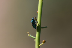 Chrysis conica