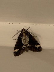 Pseudocoremia leucelaea