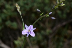 Arthropodium