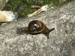 Megaustenia imperator