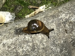 Megaustenia imperator