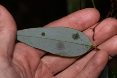 Smilax glyciphylla