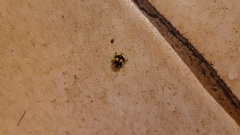 Illeis galbula