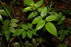 Rubus probus