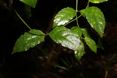 Gynochthodes jasminoides