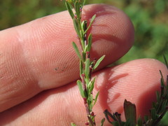 Lythrum tribracteatum