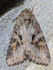 Trichordestra legitima