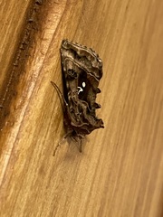Autographa pulchrina