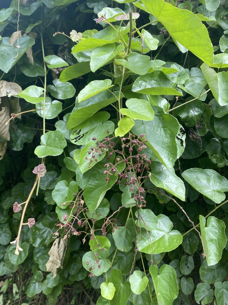 Rubus feddei (Rubus feddei)