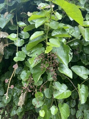 Rubus feddei