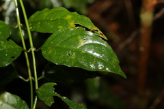 Gynochthodes jasminoides