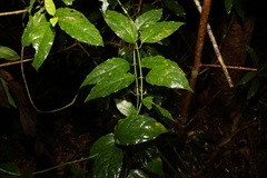Gynochthodes jasminoides