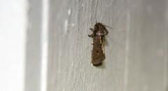 Acrolophus popeanella