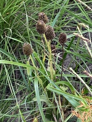 Rudbeckia texana