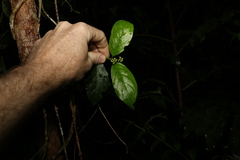 Gynochthodes jasminoides