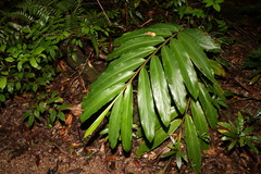 Alpinia caerulea