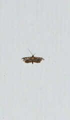 Diathrausta harlequinalis