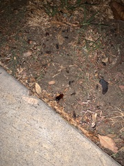 Periplaneta americana