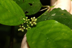 Gynochthodes jasminoides