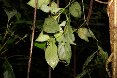 Gynochthodes jasminoides