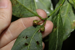 Gynochthodes jasminoides