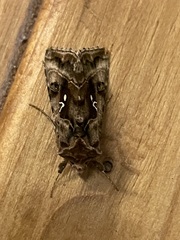 Autographa pulchrina