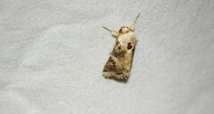 Spodoptera latifascia