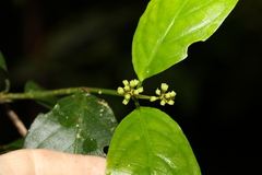 Gynochthodes jasminoides