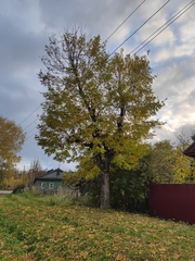 Fraxinus excelsior
