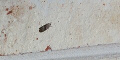 Sciota subcaesiella