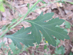 Chrysanthemum indicum