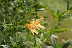 Diplacus grandiflorus