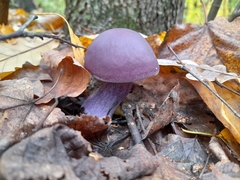Cortinarius violaceus