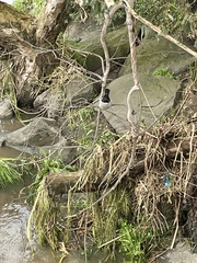 Rhipidura leucophrys