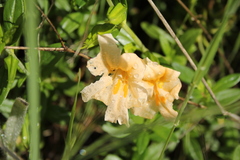 Diplacus grandiflorus