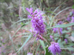 Elsholtzia splendens