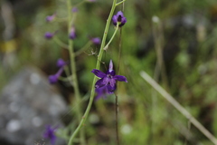 Delphinium patens