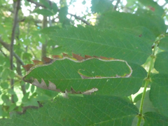 Lyonetia clerkella