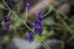 Delphinium patens